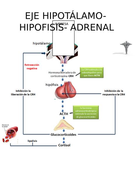 Sistema endocrino fisiologia humana EJE HIPOTÁLAMO HIPOFISIS