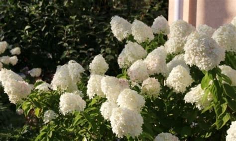 Panicle Hydrangea: Plants, Propagation & The Best Varieties