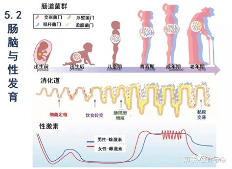 肠漏，你必须知道的热知识13：肠漏的影响、原因和防治总结 知乎