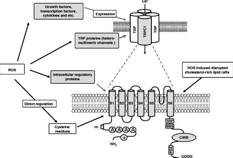 Structure Of Trpc Channels And Possible Mechanisms Of Ros Induced