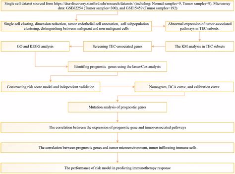 Characterization Of Tumor Endothelial Cells Tec In Gastric Cancer And