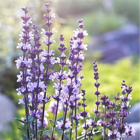 Clary Sage Oil : Buy Clary Sage Essential Oil: – Shiva Exports India