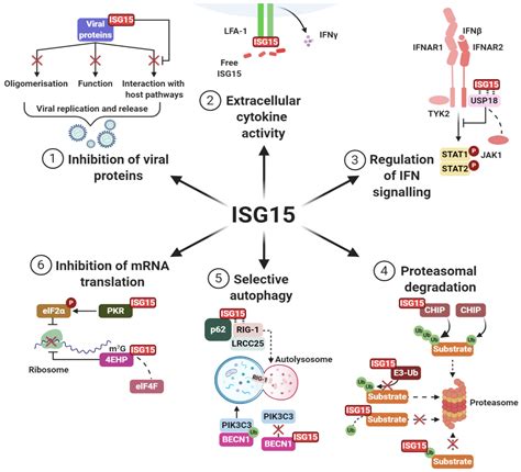 Biomolecules Free Full Text More Than Meets The Isg15 Emerging