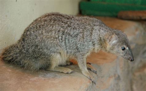 Mongoose | Species & Facts | Britannica