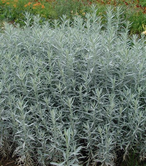 Prairie Sage Artemisia Ludoviciana Silver King 8 39 Tall