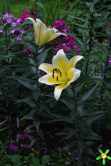 Каталог лилий, сорта лилий,Lilium catalog