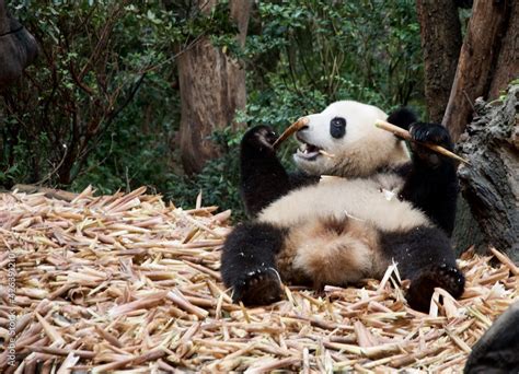 giant panda eating bamboo Stock Photo | Adobe Stock