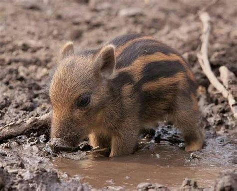 🔥 unbelievably cute wild boar piglet : r/pics