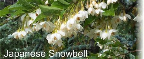 Styrax Species Japanese Snowbell Styrax Japonicus