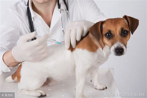 狂犬病有什么症状前兆（狂犬病致死率100！感染了狂犬病，可能会有这4个表现） 说明书网