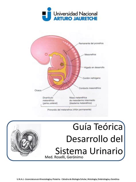 Aparato Urinario Embriolog A Gu A Te Rica Desarrollo Del Sistema