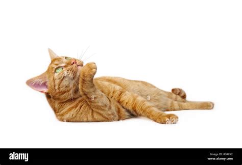 Cute Ginger Cat Lying Down Side View Isolated On White With Copy Space