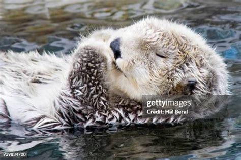 203 Otter Paws Stock Photos, High-Res Pictures, and Images - Getty Images