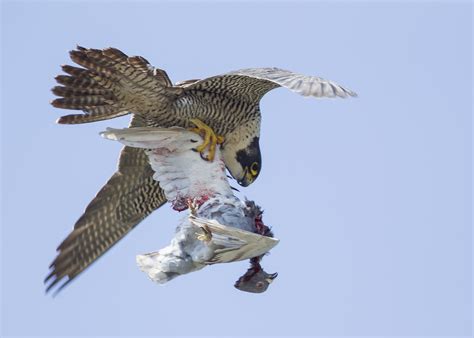 Peregrine Falcon Catching Pigeon