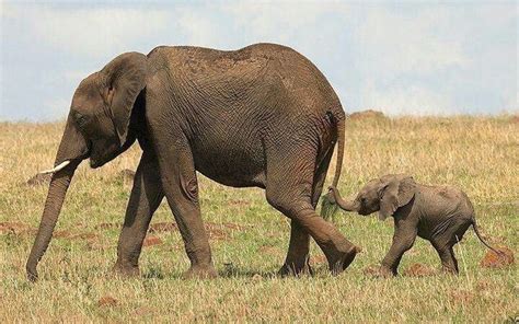 What Is The Gestation Period Of An Elephant | Animal Enthusias Blog