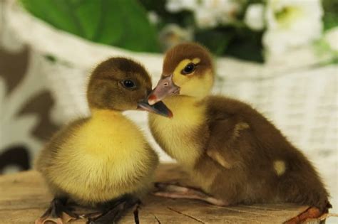 How To Sex Ducks And Ducklings What Works And What Doesnt — Raising Ducks