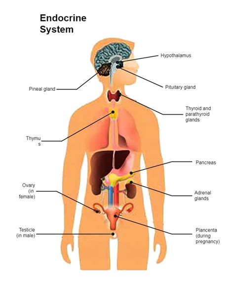 Endocrine System Diagram Endocrine System Endocrine Science Diagrams