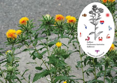 safflower mediamatic