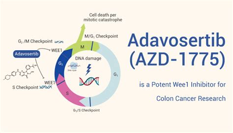 Cell Size Archives Network Of Cancer Research