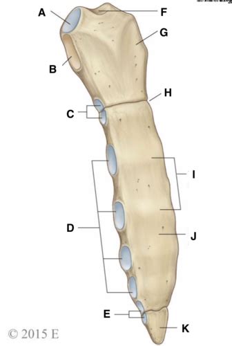 Thoracic Wall And Pectoral Region Flashcards Quizlet