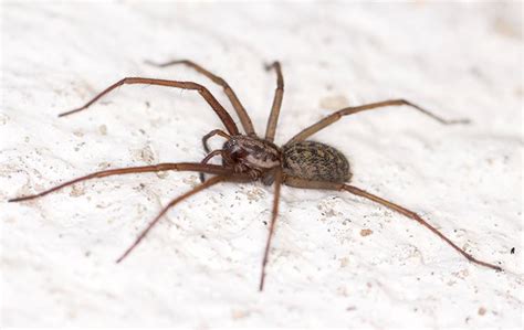 Six Simple Ways To Keep Spiders Out Of Your Naples Home