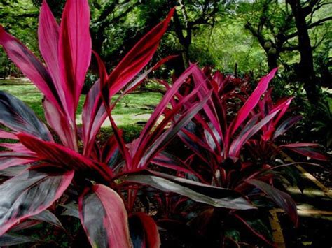 Contoh Tanaman Hias Daun Merah Kekinian Informasi Seputar Tanaman