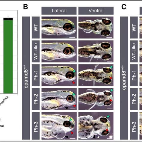 Histological Analysis Of F Zebrafish Phenotypes Resulting From