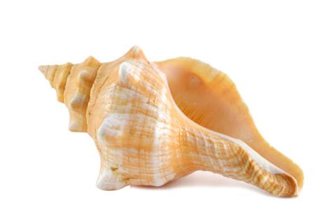 Conch Shell Stock Photos Pictures And Royalty Free Images Istock