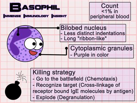 Basophil | Medical Laboratories