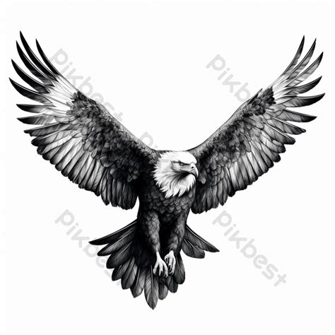 Drawing Graphics Bird Eagle Front View On White Background PNG Images ...