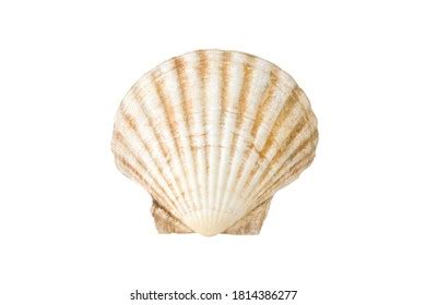 Scallops Sea Shell See Pectinidae On Stock Photo Shutterstock