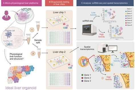 Single Cell Rna Sequencing Scrna Seq And Spatial Transcriptomics Have Download Scientific