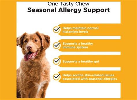 Allergy Troubles? Allergy Supplements for Dogs That Can Help!