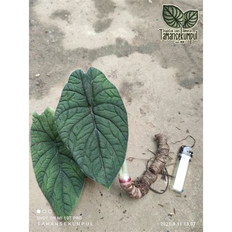 Jual Cabutan Hutan Alocasia Rhino Skin Alokasia Melo Badak Original