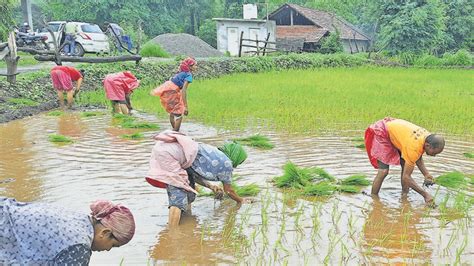 Uneven Monsoon Hits Kharif Sowing Paddy Down Latest News India