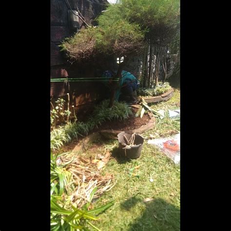 Perawatan Taman Merapikan Tanaman Area Taman Di Gardener Kebun Jeruk