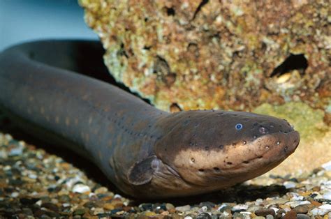 Biologist lets electric eel zap him, says it's 'much more powerful