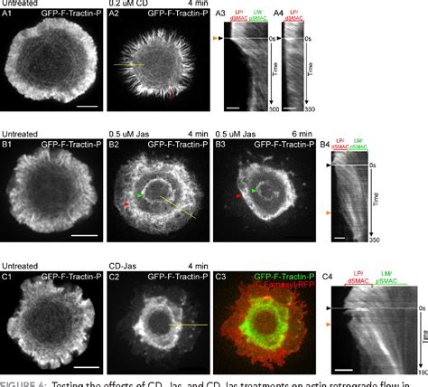 Figure From Actin Retrograde Flow And Actomyosin Ii Arc Contraction