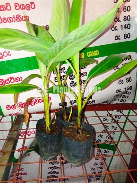 10 Banana Plants - Plants And Seeds