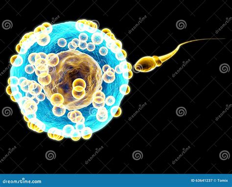 Sperm And Egg Cell. Under The Microscope. Embryology. Natural ...