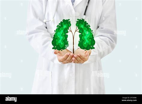 Human Lungs And Bronchial Tree Hi Res Stock Photography And Images Alamy