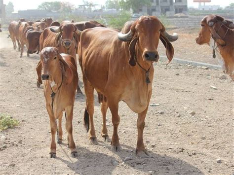 High quality images of Indian cattle Breeds - Farmer Junction