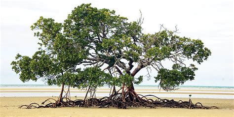 AUSTRALASIAN Mangrove