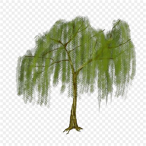 Willow Tree PNG Vector PSD And Clipart With Transparent Background