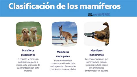 Clasificación de los mamíferos LISTA completa FOTOS