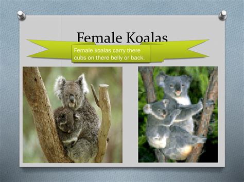 PPT - Koala Adaptations PowerPoint Presentation, free download - ID:2445315