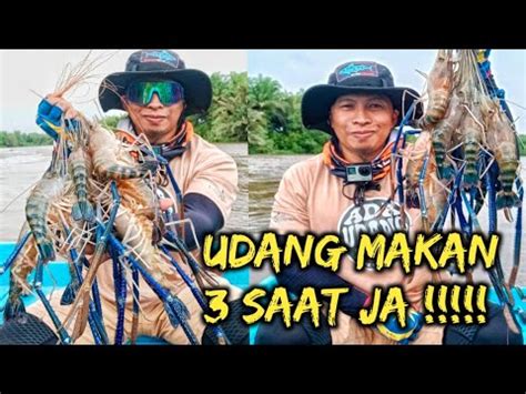 UDANG MAKAN 3 SAAT JA MANCING UDANG GALAH DI SUNGAI SUAI YouTube