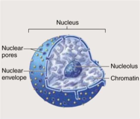 Cells Quiz Flashcards Quizlet