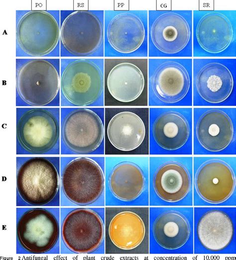 Figure From In Vitro Antifungal Activity Evaluation Of Five Plant