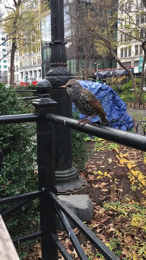 Weird starling bird that landed near me in Union Square Pa… | Flickr